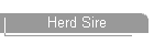 Herd Sire